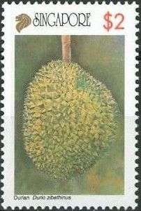 Durian (Durio zibethinus)