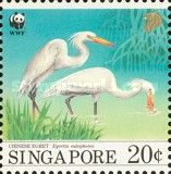 Chinese Egret (Egretta eulophotes)