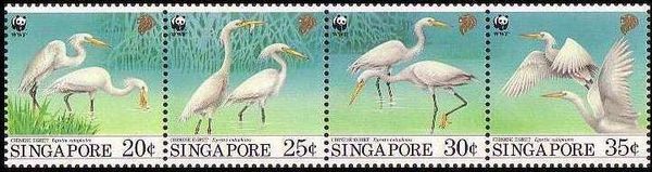 Chinese Egret (Egretta eulophotes)