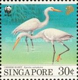 Chinese Egret (Egretta eulophotes)