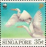 Chinese Egret (Egretta eulophotes)