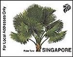 Palm Tree
