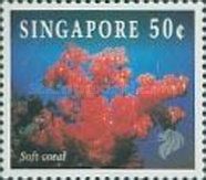 Cauliflower Soft Coral (Dendronephthya sp.)