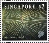 Mushroom Coral (Fungia repanda)