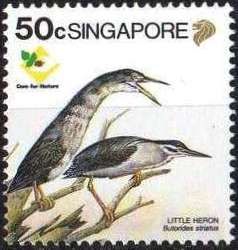 Little Heron (Butorides striatus)