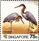 Purple Heron (Ardea purpurea)