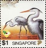 Grey Heron (Ardea cinerea)