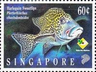 Harlequin Sweetlips (Plectorhinchus chaetodontoides)