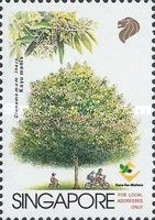 Cinnamomum iners
