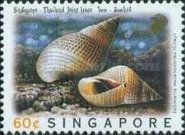 Widow Periwinkle (Littoraria melanostoma)