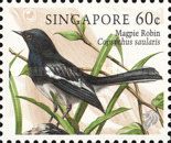 Oriental Magpie-Robin (Copsychus saularis)