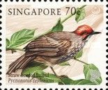 Straw-headed Bulbul (Pycnonotus zeylanicus)