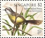 Yellow-bellied Prinia (Prinia flaviventris)