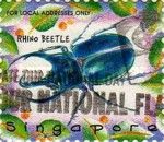 Rhino Beetle