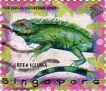 Green Iguana
