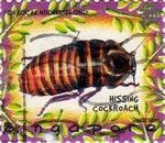 Hissing Cockroach