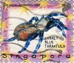 Cobalt Blue Tarantula (Cyriopagopus lividus)