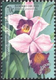 Bamboo Orchid (Arundina graminifolia)