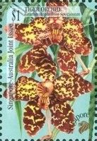 Tiger Orchid (Grammatophyllum speciosum)