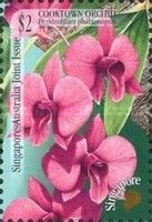 Cooktown Orchid (Dendrobium phalaenopsis)
