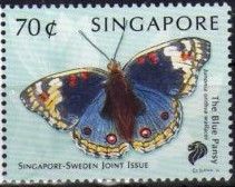 Blue Pansy (Junonia otithya ssp. wallacei)