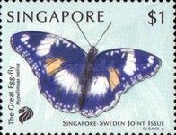 Great Eggfly (Hypolimnas bolina)