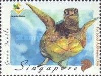 Green Sea Turtle (Chelonia mydas)