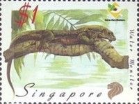 Water Monitor (Varanus salvator)
