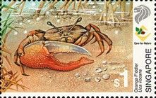 Orange Fiddler Crab (Uca vocans)