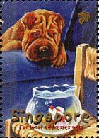 Dog Looking at Fish in Bowl