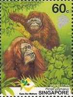 Bornean Orangutan (Pongo pygmaeus)