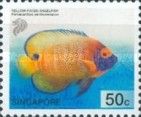Yellow-faced Angelfish (Pomacanthus xanthometapon)