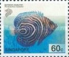 Emperor Angelfish (Pomacanthus imperator)