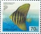 Striped Sailfin Tang (Zebrasoma veliferum)