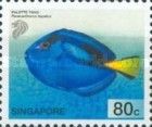 Palette Tang (Paracanthurus hepatus)
