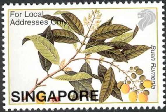 Buah Rumenia (Dimocarpus longan)