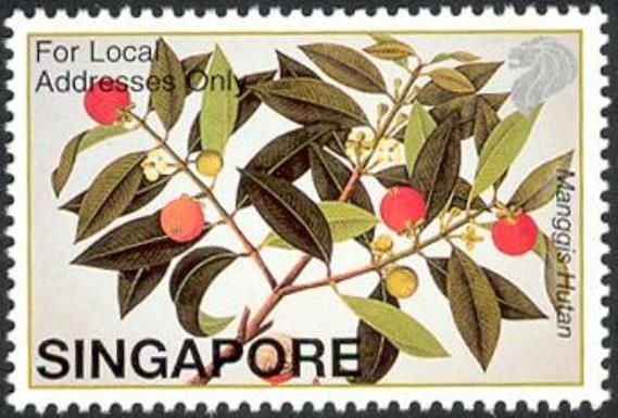 Manggis Hutan (Garcinia celebica)