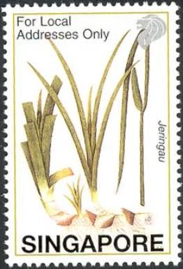 Jeringau (Acorus calamus)