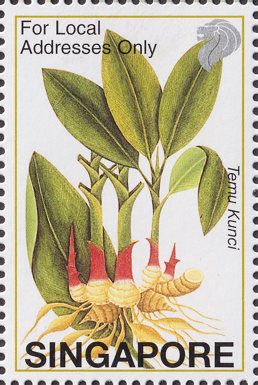 Temu Kunci (Boesenbergia pandurata)