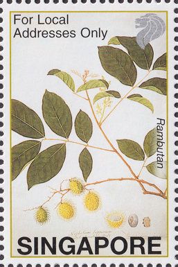 Rambutan (Nephelium lappaceum)