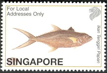 Indo-Pacific King Mackerel (Scomberomorus guttatus)
