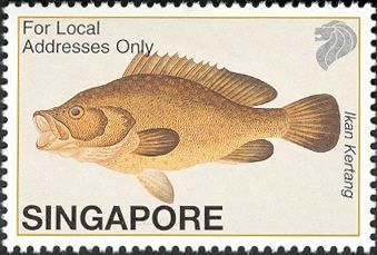 Greasy Grouper (Epinephelus tauvina)