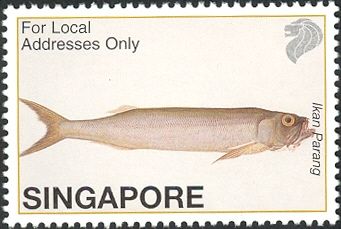Dorab Wolf-herring (Chirocentrus dorab)