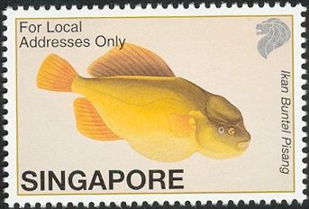 Ikan Buntal Pisang (Chonerhinos naritus)