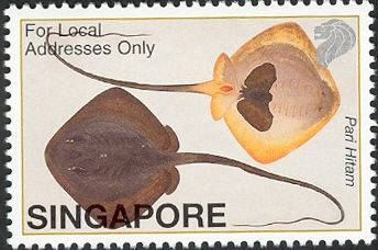 Pari Hitam (Stingray)