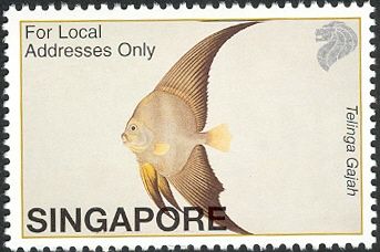 Telinga Gajah (Platax sp.)
