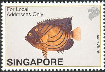 Bluering Angelfish (Pomacanthus annularis)