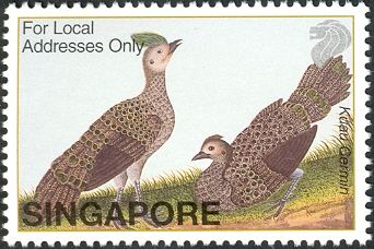 Malayan Peacock-pheasant (Polyplectron malacense)