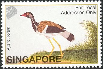 Red-wattled Lapwing (Vanellus indicus)