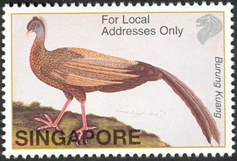 Burung Kuang